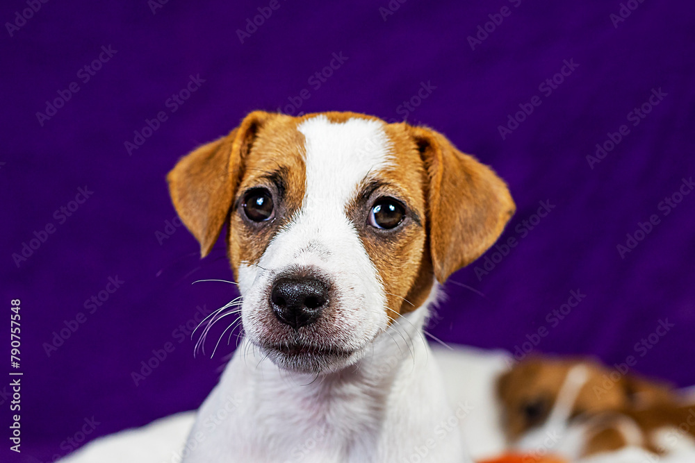 beautiful female puppy with a heart-shaped spot on her face