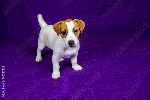 beautiful female puppy with a heart-shaped spot on her face stands on a purple background. Caring for pets and puppies