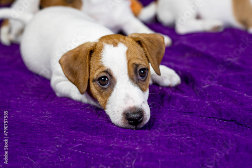 beautiful female puppy with a heart-shaped spot on her face lies on a purple background. Caring for pets and puppies