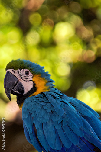 Yellow-breasted Macaw
