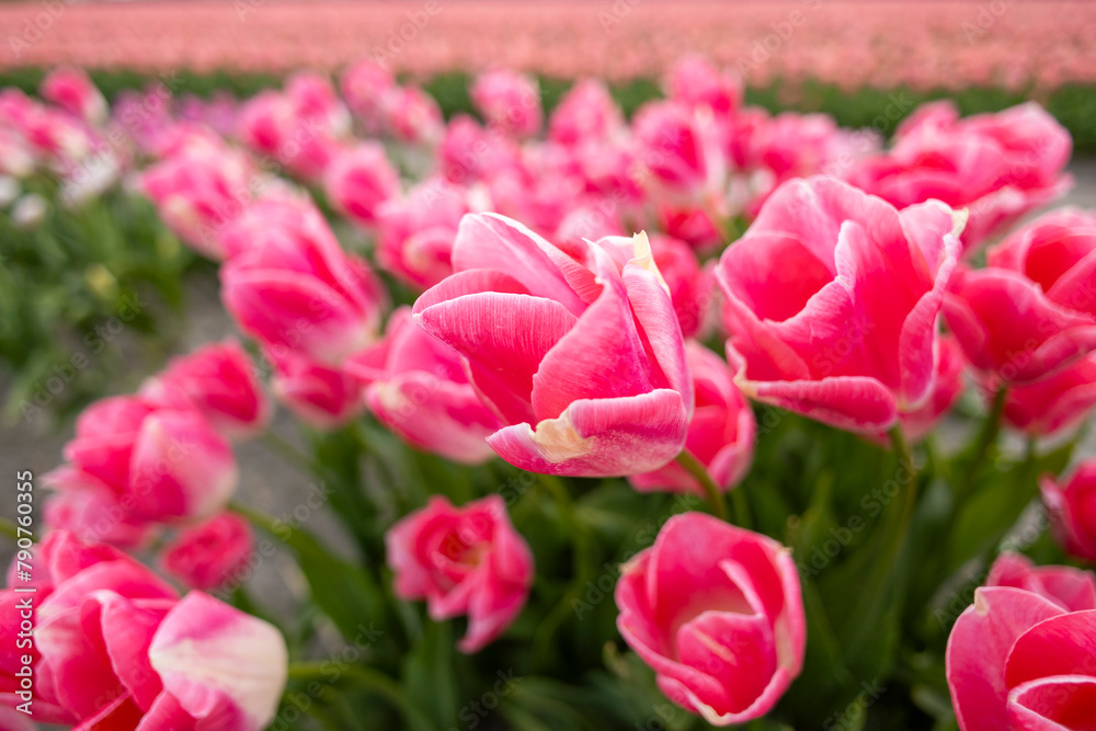 field of tulips