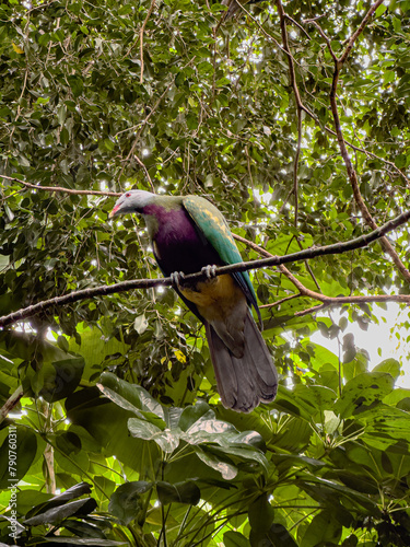 Colourful Bird, Australia (ID: 790760311)