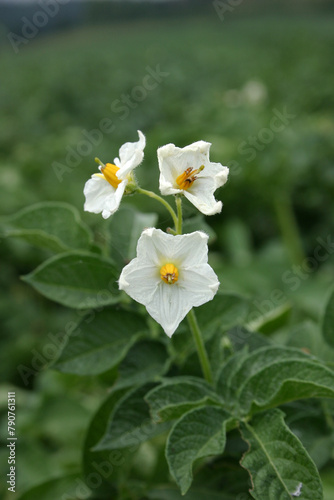 white flower in the garden potato