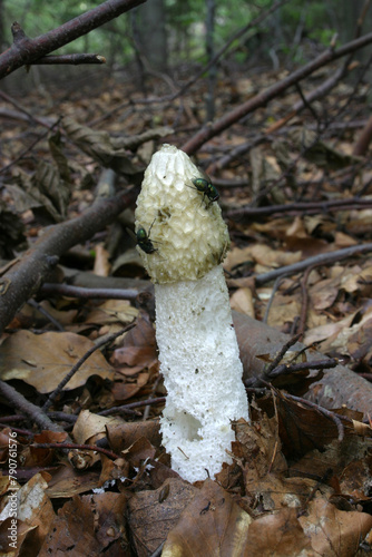 mushrooms in the forest