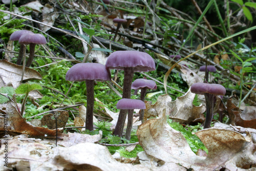 mushrooms in the forest