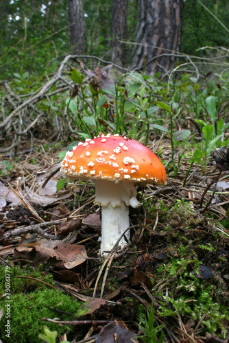 fly mushroom