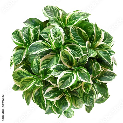Lush green and white variegated houseplant leaves in full bloom