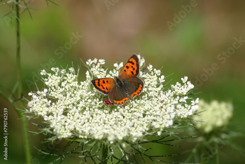 butterfly on a flower