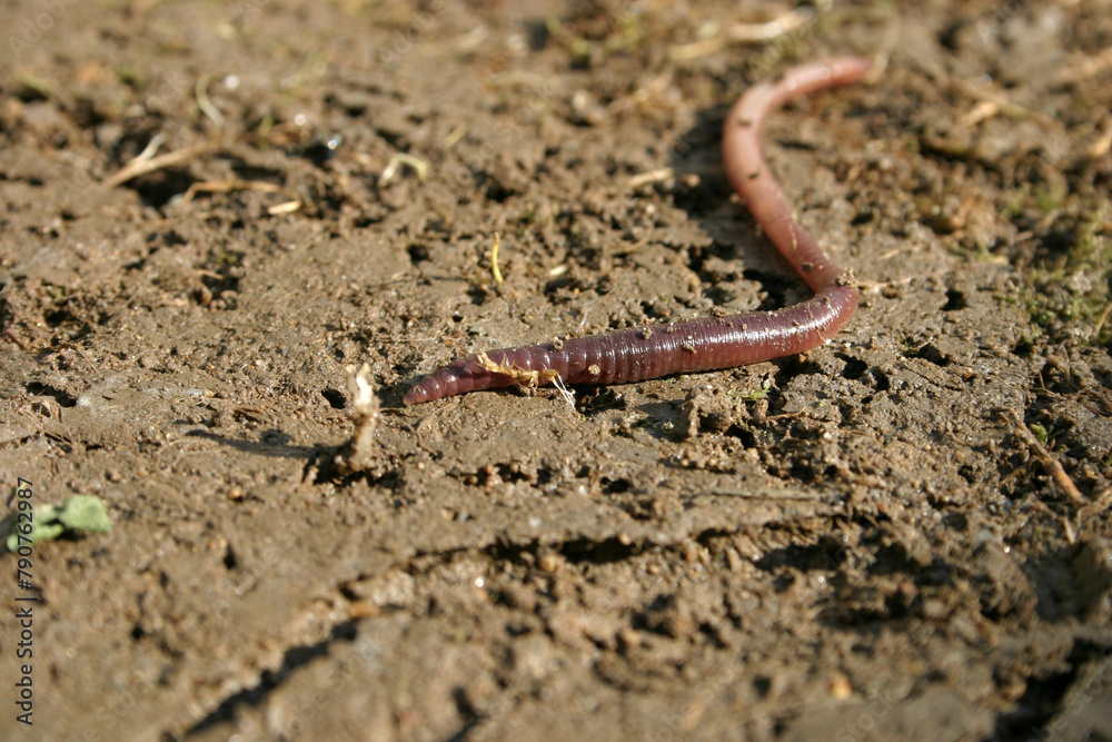 close up of a worm