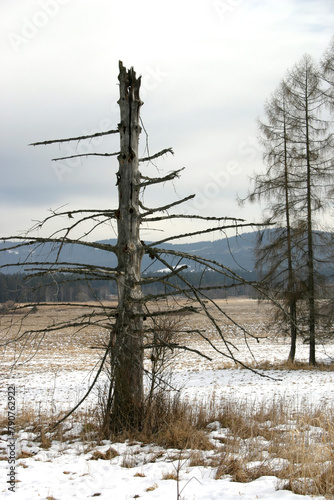 tree in the snow