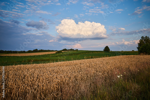 A field of wheat and corn over which a storm cell is forming © barytek