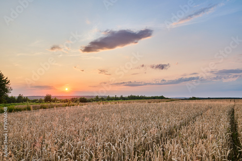 the sun before setting in the sky with delicate clouds over a field of ripe wheat before harvest © barytek