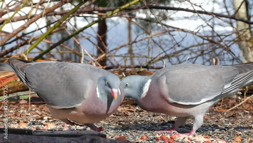 common wood pigeon couple on ground feed watching close view Columba palumbus natural world norway