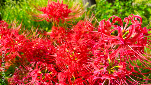 Red Spider Lilly Licoris blooming the field  Tokyo  Japan