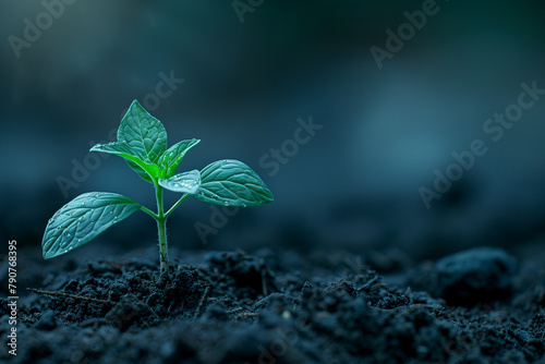 The image captures a young plant emerging from soil with moody, cool lighting, showcasing the beauty of new growth