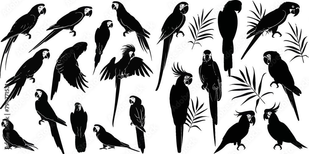 Vector parrot silhouettes - obrazy, fototapety, plakaty 