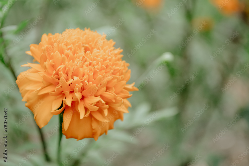 soft focus marigold flower blooming spring nature background soft focus marigold flower blooming spring nature background