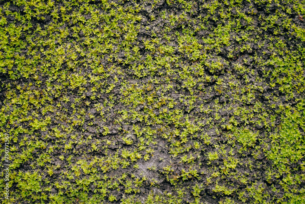 green moss on blak soil texture green moss on blak soil texture