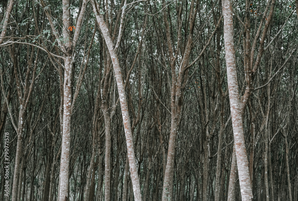 Fototapeta premium rubber tree plant garden,Thailand 