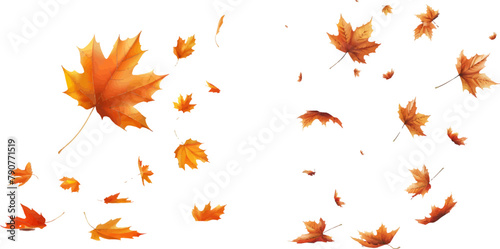 Autumn forest maple leaf in september season