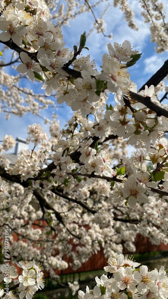 White flower on grey background. Minimal concept.