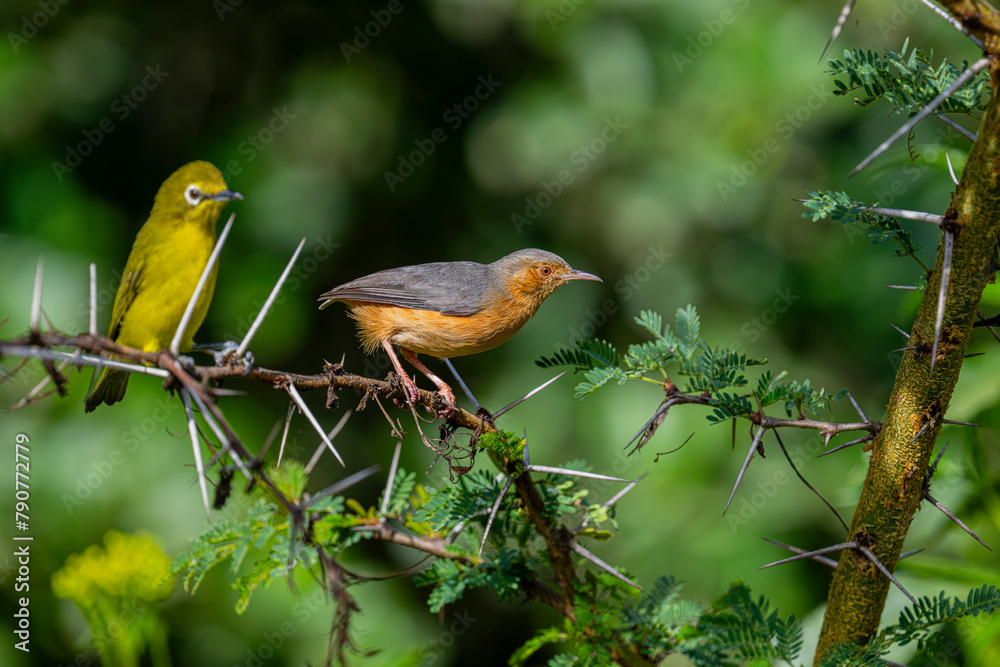 Crombecs are cool little birds with no tails. Remind me of nuthatches. Ndutu Lodge, Tanzania. Crombecs are cool little birds with no tails. Remind me of nuthatches. Ndutu Lodge, Tanzania.
