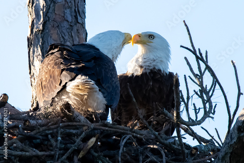 bald eagles