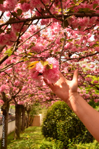 hand picking blossom