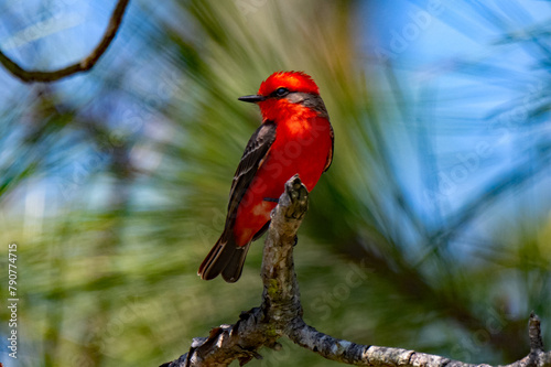 vermilion flycatcher