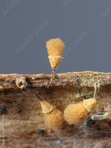 Hemitrichia calyculata, commonly known as push pin slime mold, microscope image of spores photo