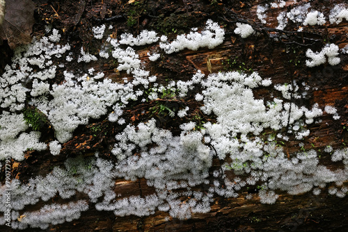 Ceratiomyxa fruticulosa, commonly known as white coral, slime mold from Finland