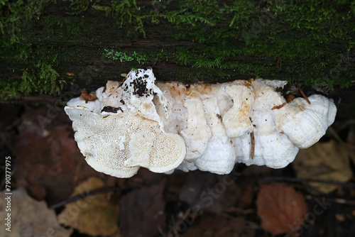 Osteina undosa, also called Postia undosa, white polypore fungus from Finland, no common English name