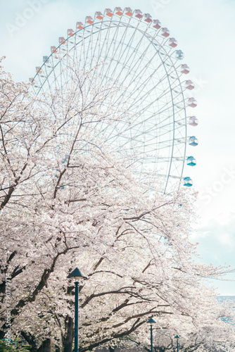 桜・観覧車・みなとみらい