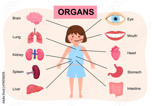 Human body anatomy, child medical organs system. Girl body internal organs. Medical human anatomy for children, cartoon child organ set.