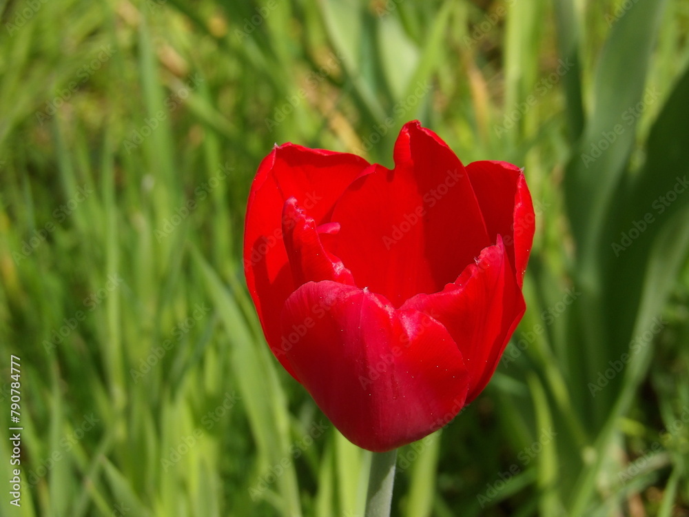 Naklejka premium Zbliżenie na unikalny kwiat czerwonego tulipana