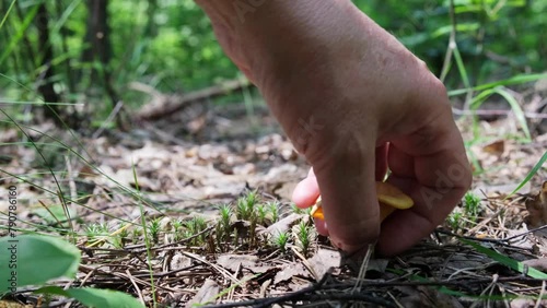 Wallpaper Mural A man in the forest found the fungus Cantharellus cibarius, and plucked it out. High quality 4k footage Torontodigital.ca