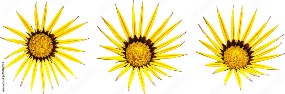 Fototapeta premium 가자니아-꽃