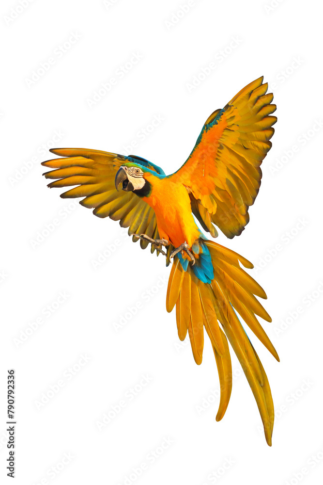 Fototapeta premium Colorful flying Blue and Gold Macaw parrot isolated on transparent background png file