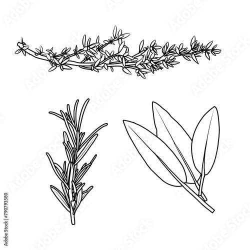 Vector illustration Set of herbs leaf hand drawn sketch, culinary herbs and spices line art, Containing Thyme, Rosemary, Sage isolated on white background, For kids coloring book.
