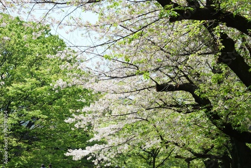 音無親水公園の桜並木