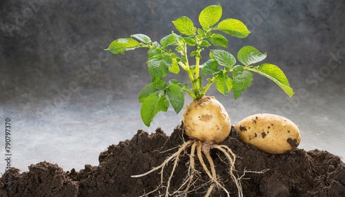 Potato plant with roots isolated