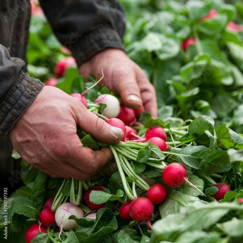 Produce a vision of a farmer picking fresh radishes, clear and isolated background, showcasing hands-on vegetable cultivation, space for informative text