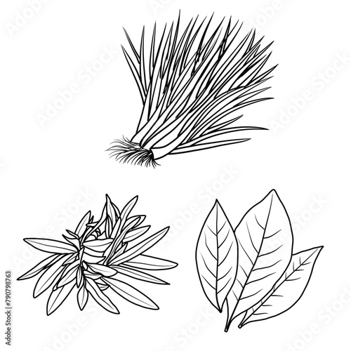 Vector illustration Set of herbs leaf hand drawn sketch, culinary herbs and spices line art, Containing Chives, Bay leaf , Tarragon, isolated on white background, For kids coloring book.
