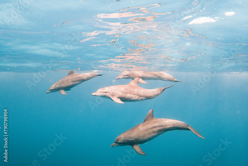 Wild dolphins underwater
