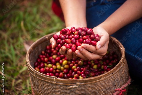 Close up hands harvest red seed in basket robusta arabica plant farm. Coffee plant farm woman Hands harvest raw coffee beans. Ripe Red berries plant fresh seed coffee tree growth in green eco farm © aFotostock