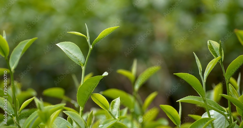 Green tea tree leaves field young tender bud herbal Green tea tree in camellia sinensis organic farm. Close up Fresh Tree tea plantations mountain green nature in herbal farm plant background morning Green tea tree leaves field young tender bud herbal Green tea tree in camellia sinensis organic farm. Close up Fresh Tree tea plantations mountain green nature in herbal farm plant background morning