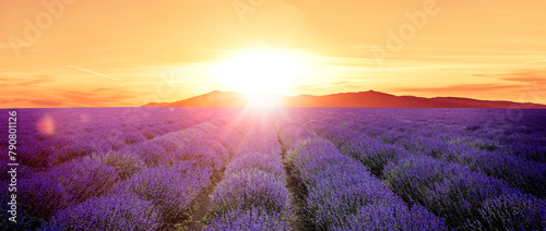 Lavendelfeld bis zum Horizont bei Sonnenuntergang