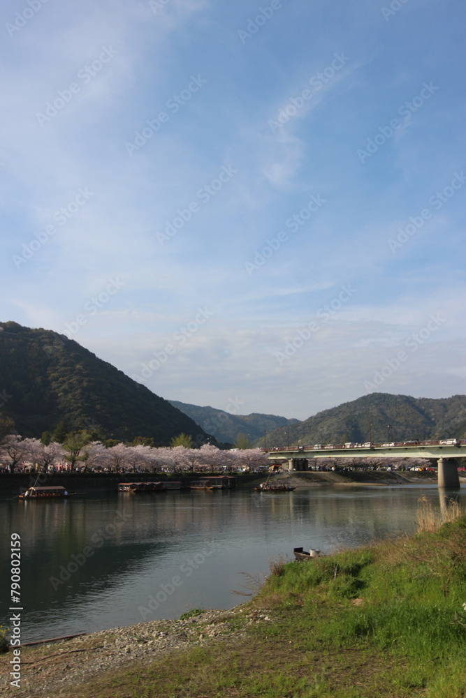 『錦帯橋とサクラ』桜 アップ 山口県岩国  #日本観光　Kintai Bridge 　