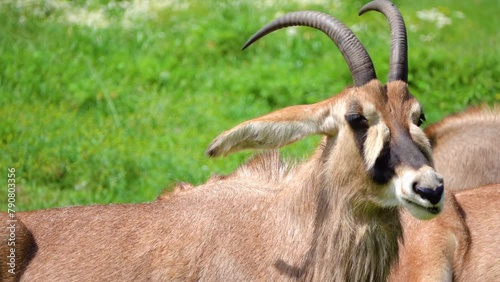 Roan antelope (Hippotragus equinus) is savanna antelope found in West, Central, East and Southern Africa. Roan antelope are one of the largest species of antelopes. photo