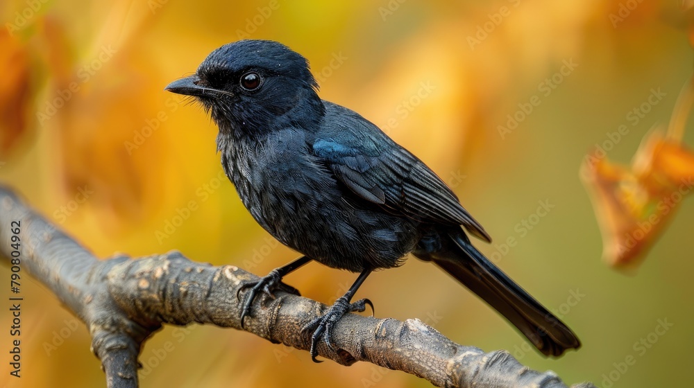 Detailed sight of a Black Drongo Detailed sight of a Black Drongo